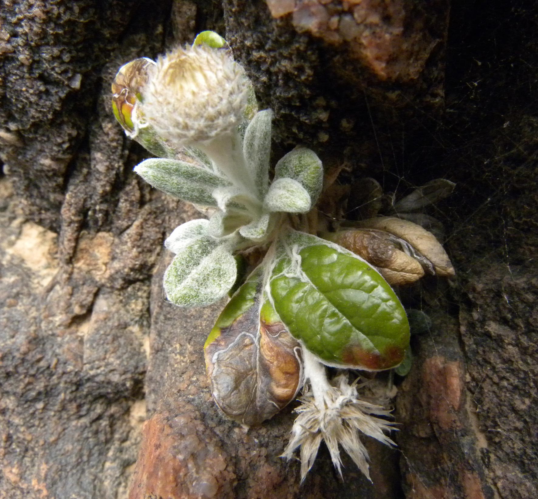  - Phagnalon-latifolium-3