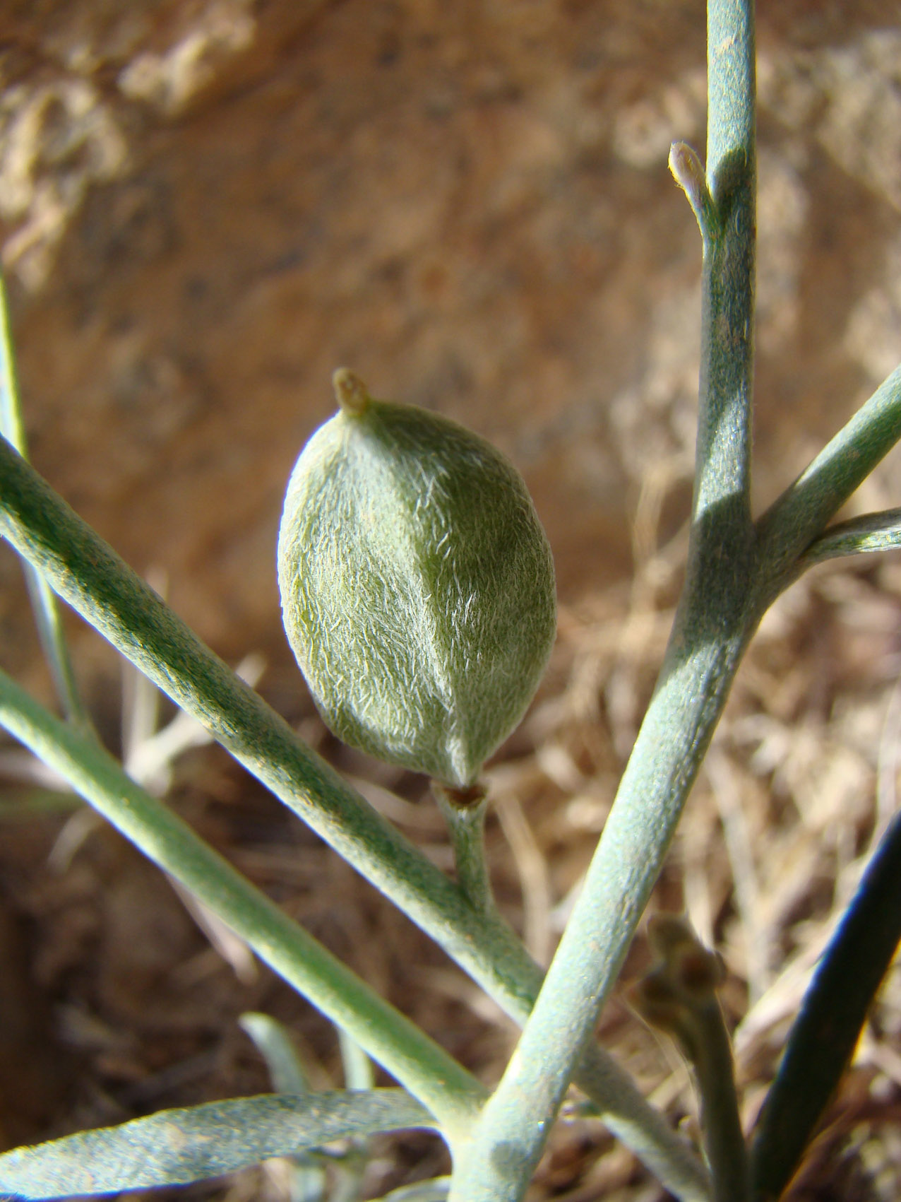  - Farsetia-aegyptia-subsp.-aegyptia-7